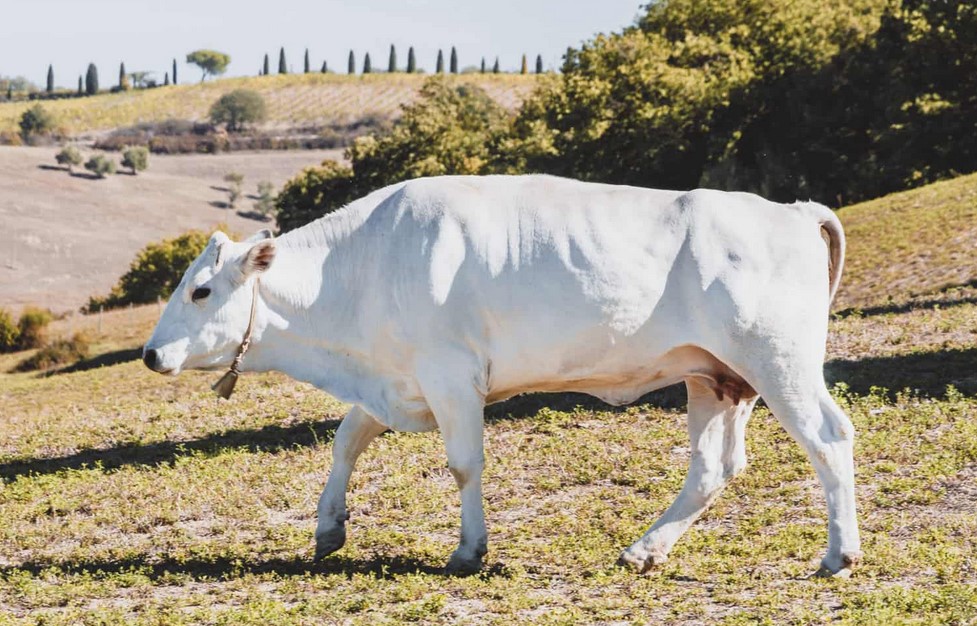 Vista sulla Val di Chiana di una chianina